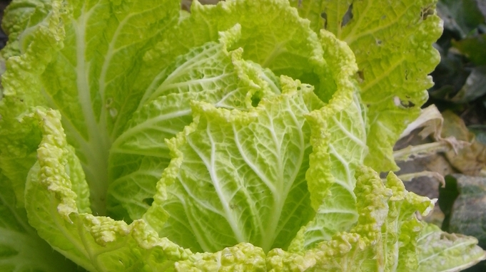 無農薬野菜＆朝捕れ地魚を堪能！１泊２食付き基本プラン